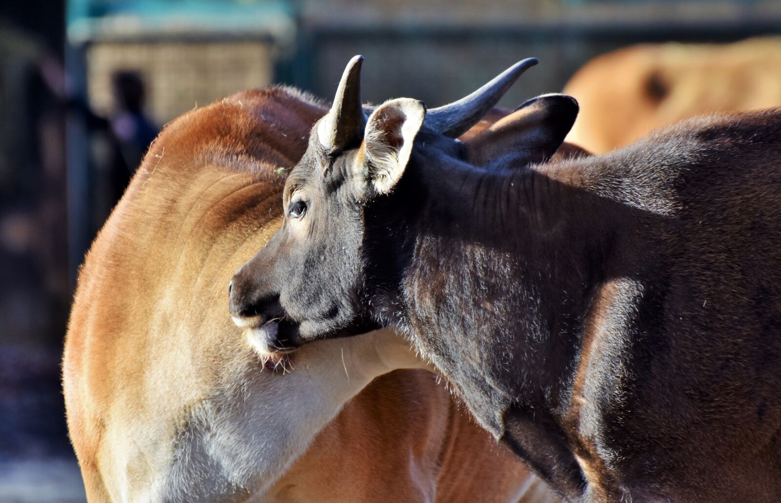 Nikon D7200 sample photo. Banteng, beef, wild photography