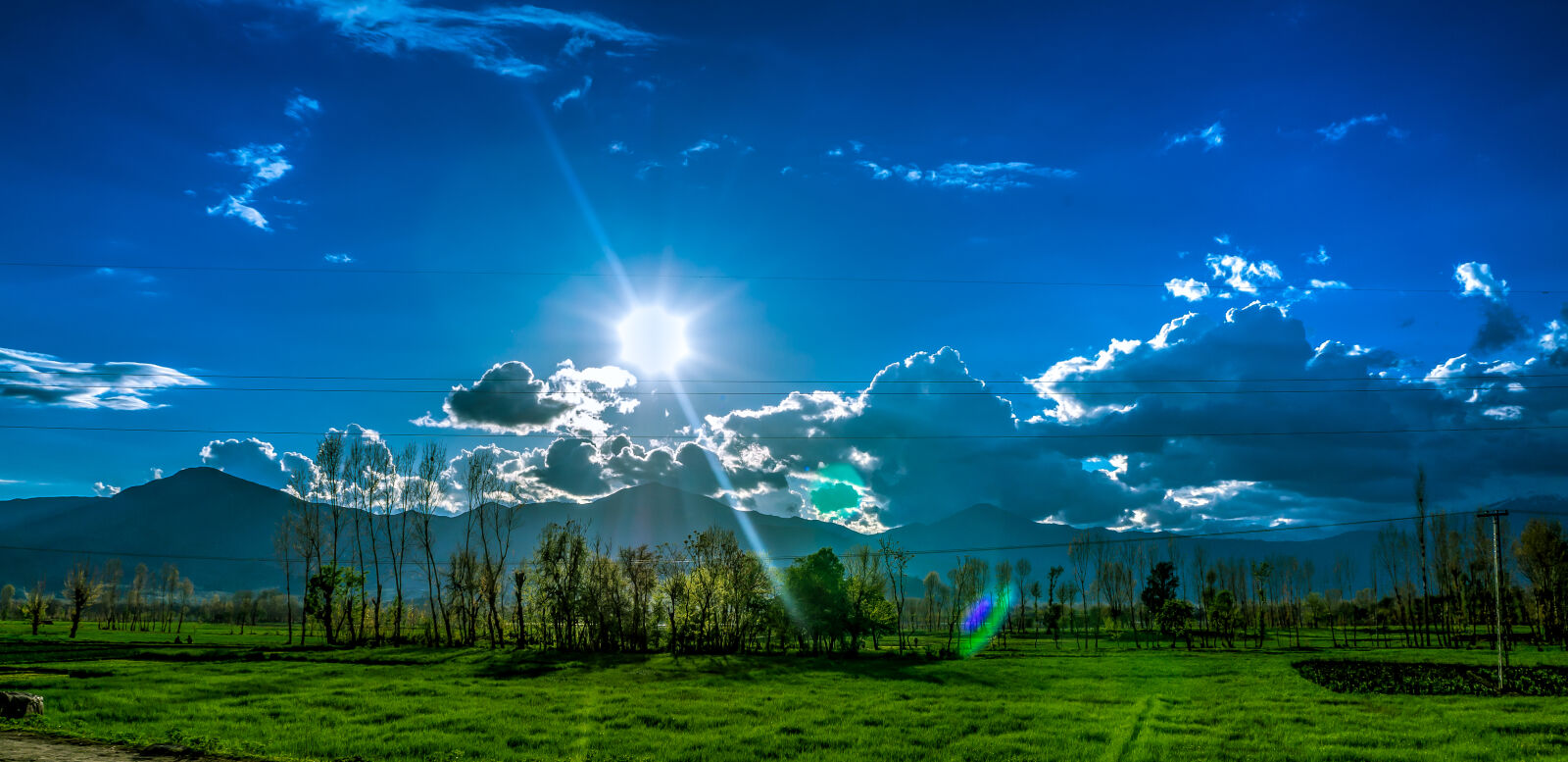 Sony Alpha NEX-5N sample photo. Trees, and, grass, field photography