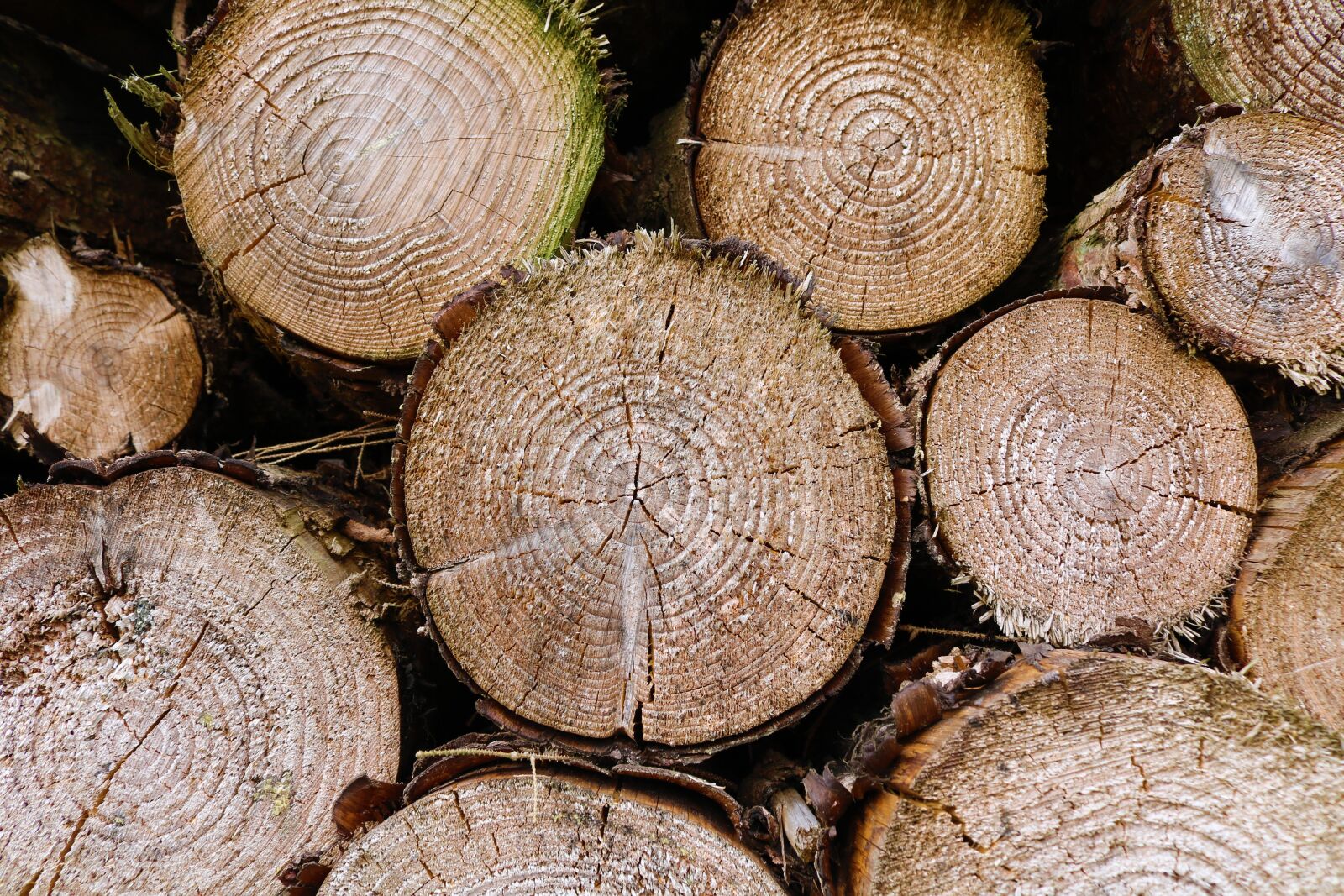 Canon EOS 750D (EOS Rebel T6i / EOS Kiss X8i) sample photo. Logs, woodpile, tree rings photography