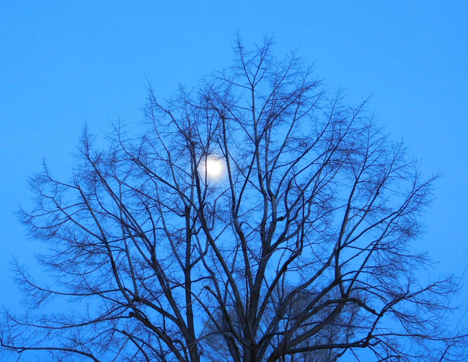 Nikon Coolpix L840 sample photo. Blue, moon, tree photography
