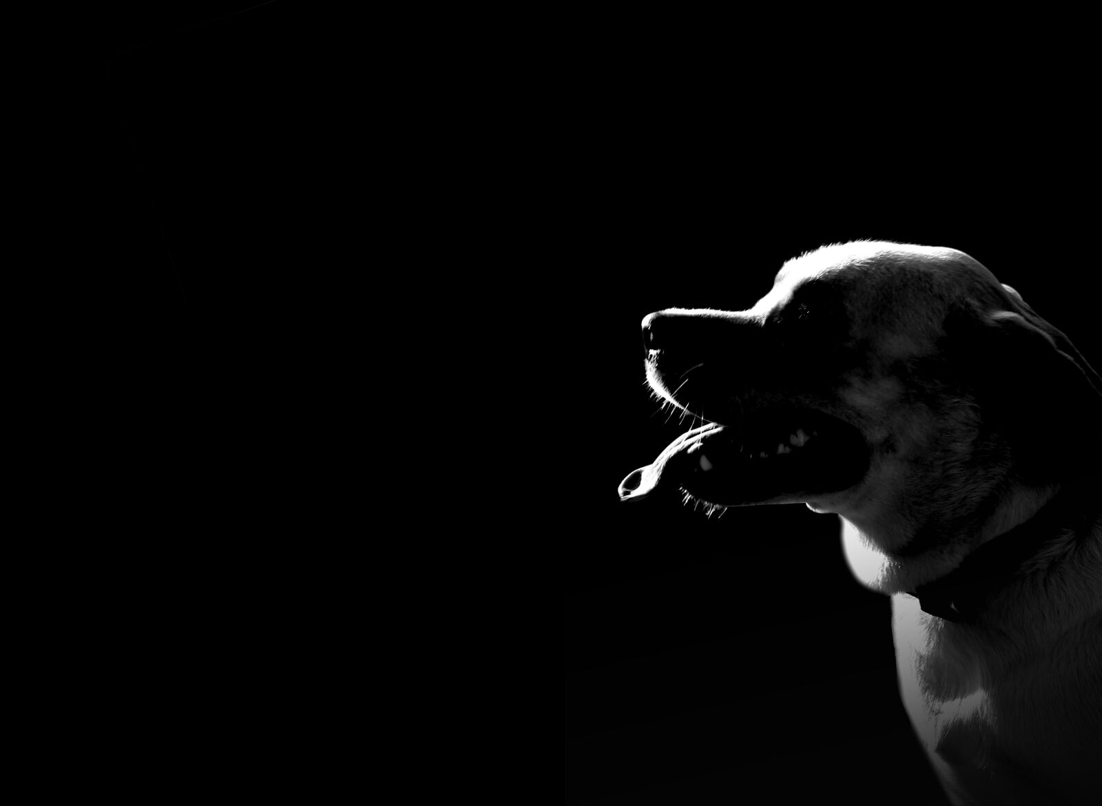 Canon EOS 1200D (EOS Rebel T5 / EOS Kiss X70 / EOS Hi) sample photo. Dog, black, white photography