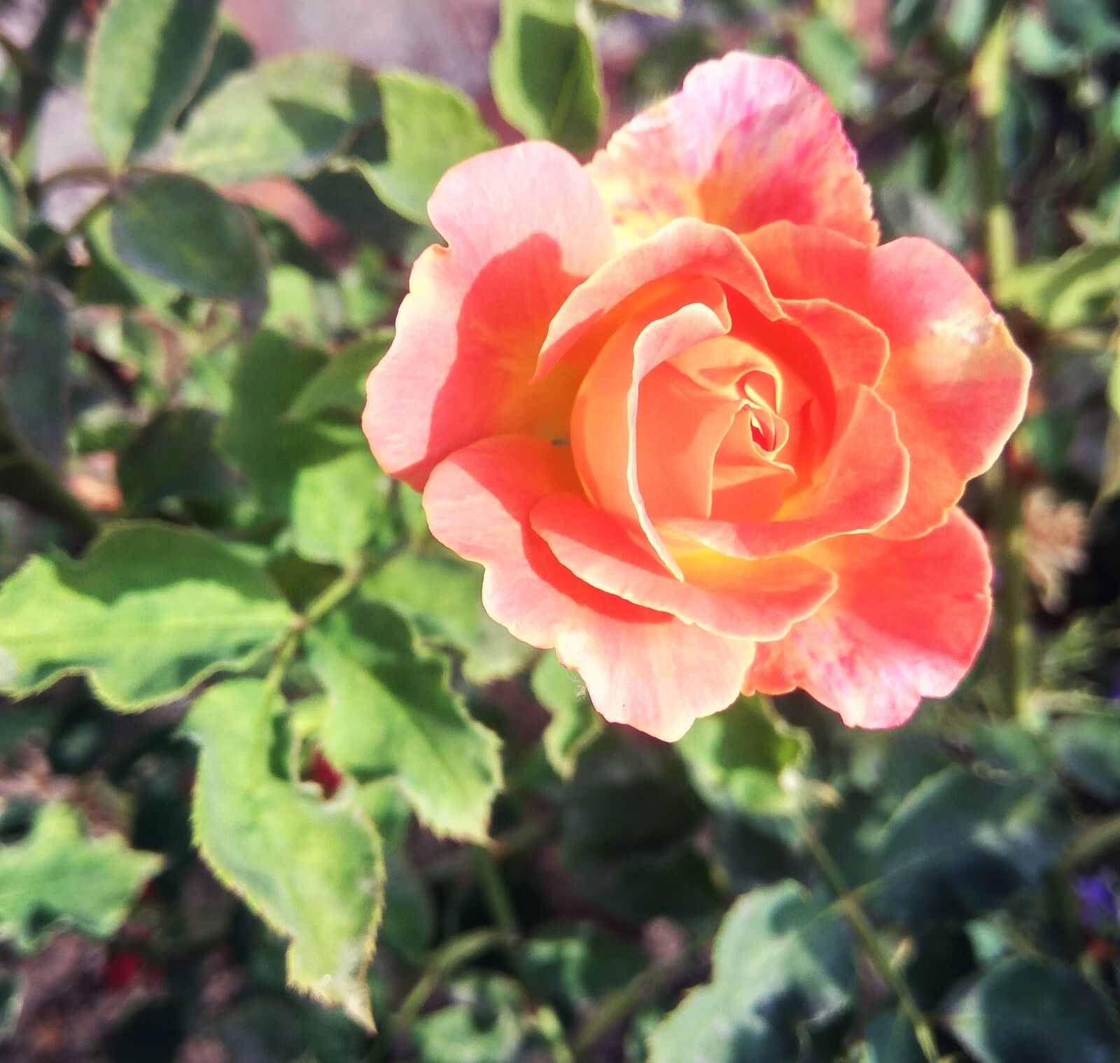 Xiaomi Redmi Note3 sample photo. Rose, flower, flora photography