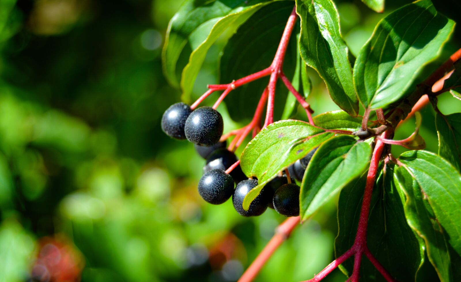 Nikon D3200 sample photo. Wild berry, hedge, wild photography
