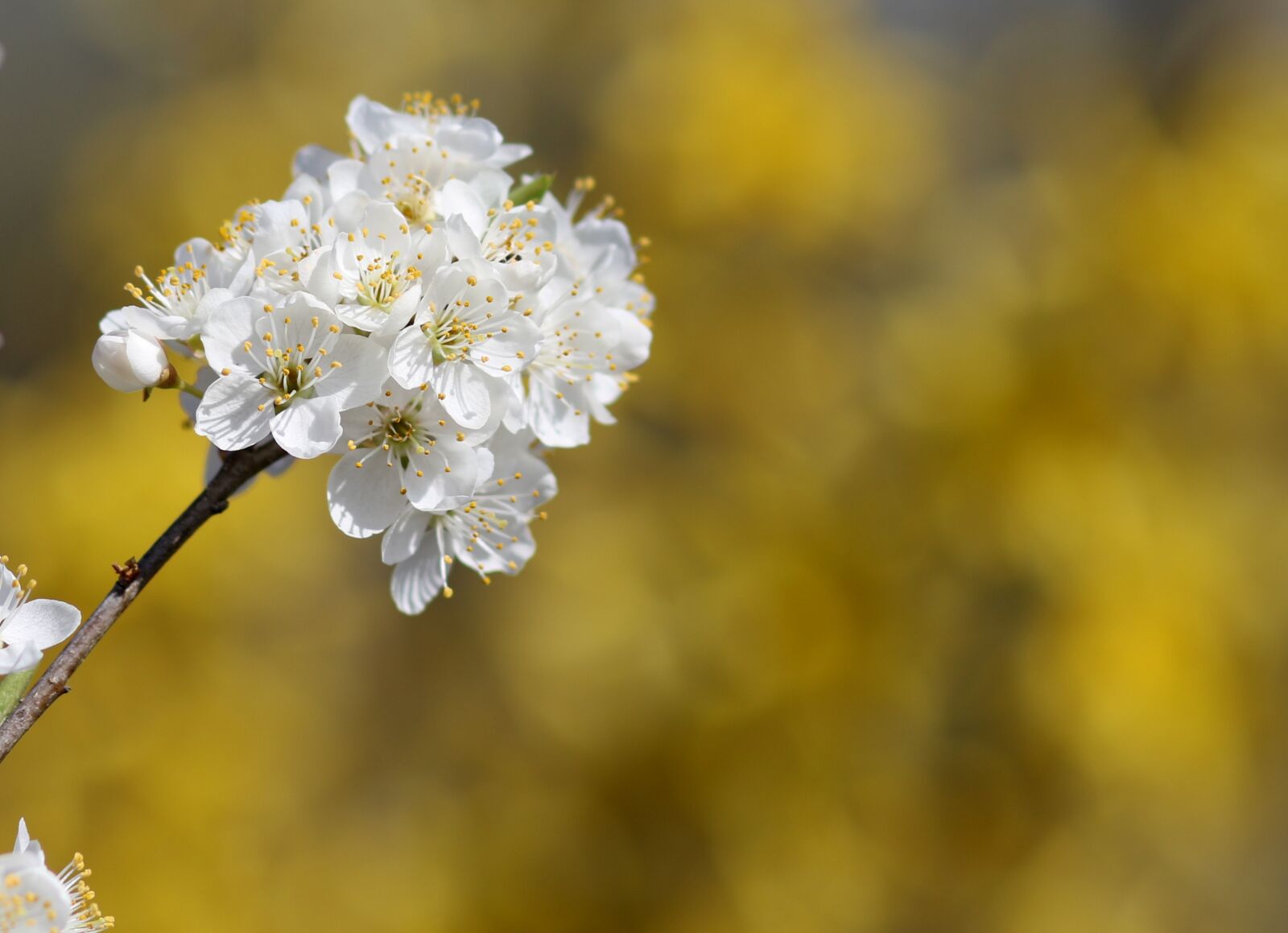 Canon EF 85mm F1.8 USM sample photo. Flowers, white, casey photography