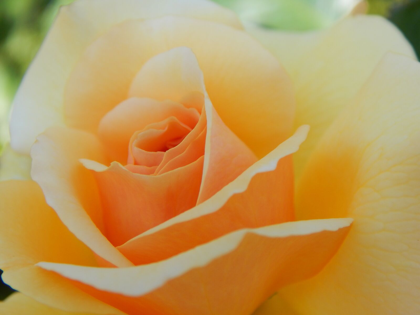 Nikon Coolpix L830 sample photo. Rose, blossom, bloom photography