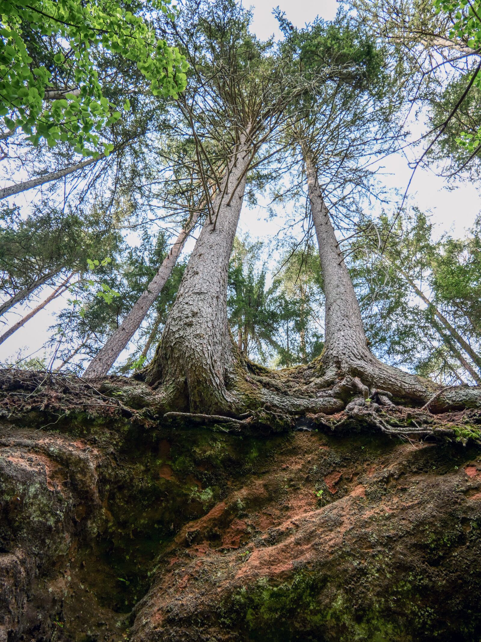 Panasonic Lumix DC-G9 sample photo. Tree, forest, root photography
