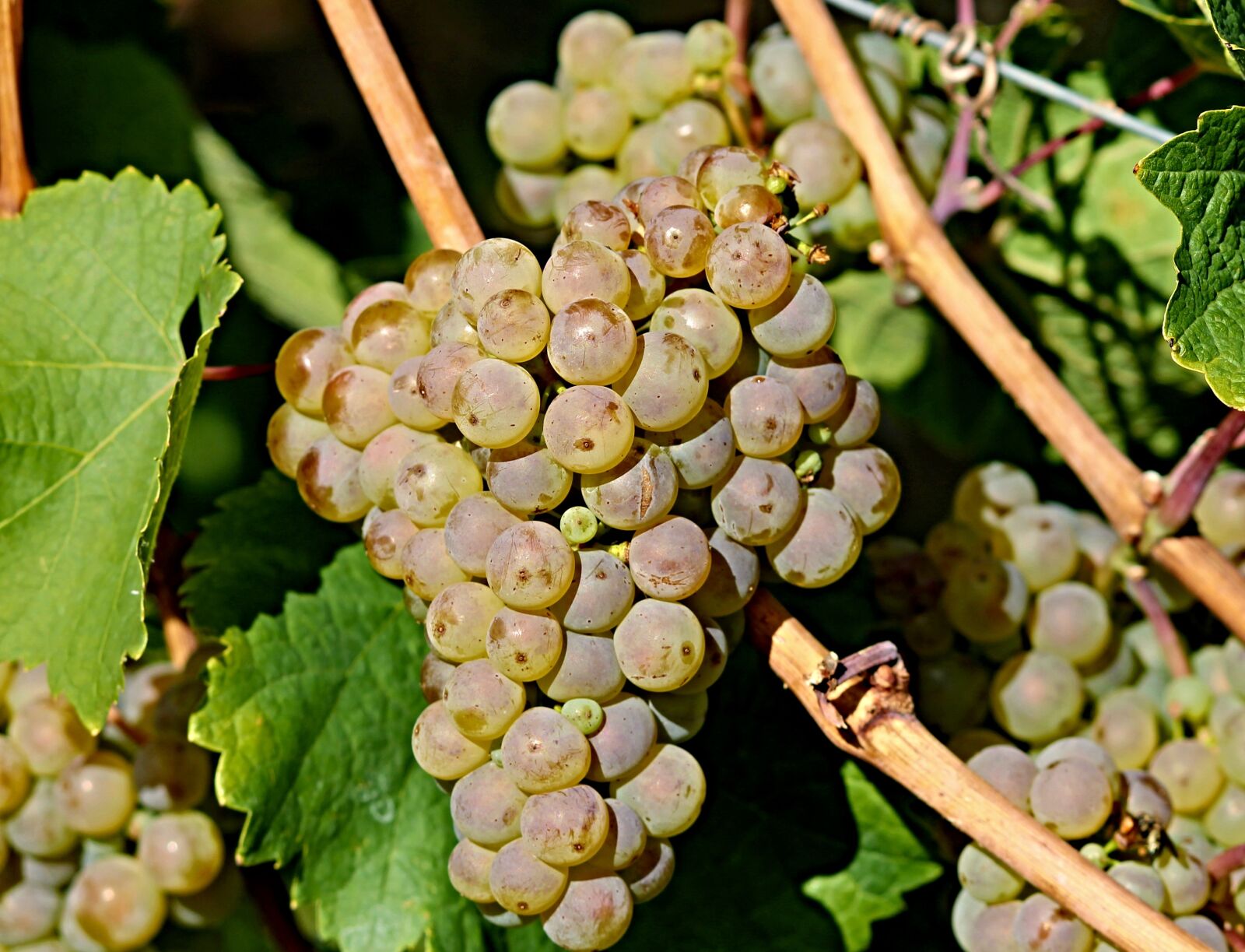 Canon EOS 1100D (EOS Rebel T3 / EOS Kiss X50) sample photo. Grape, vine, wine photography