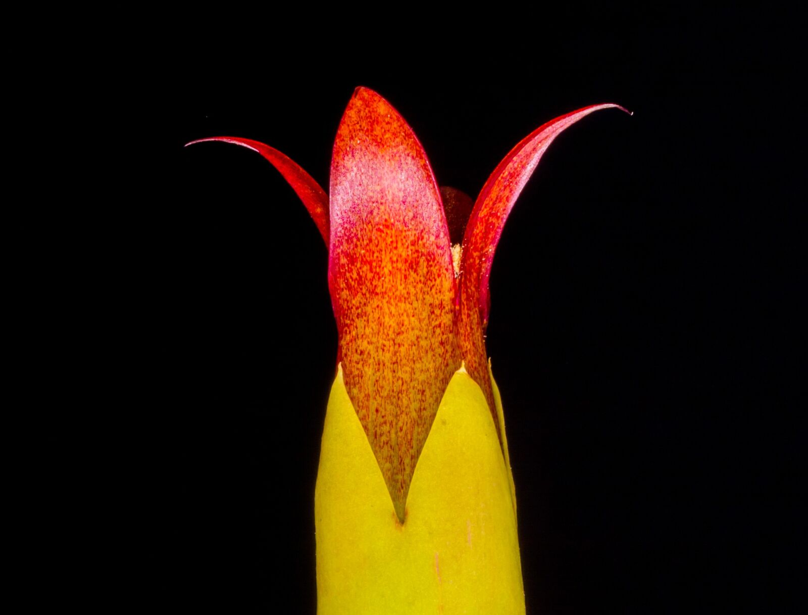Nikon D5200 sample photo. Goethe plant, blossom, bloom photography