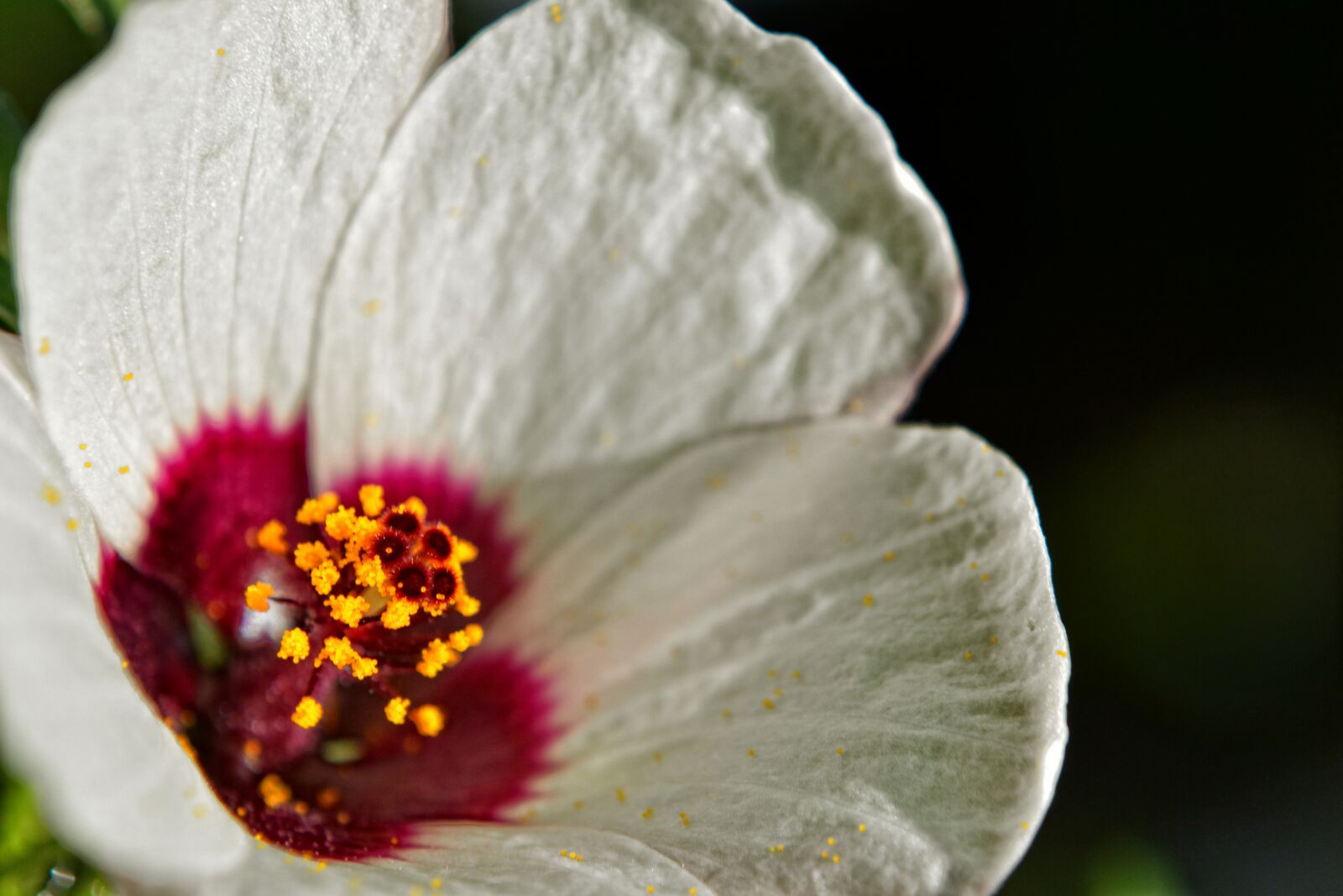 Nikon D3100 sample photo. Flower, white, timisoara photography