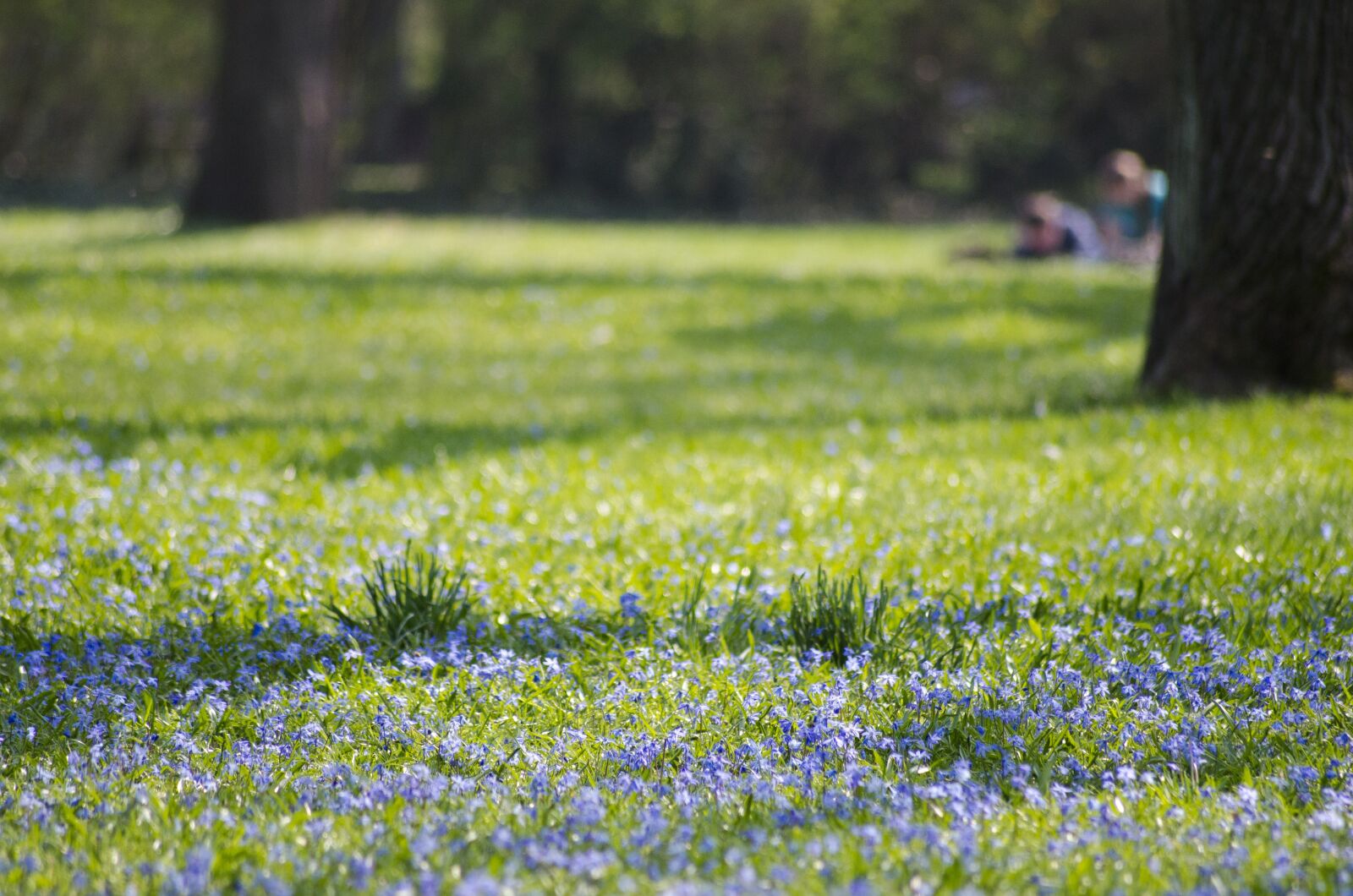 Nikon D5100 sample photo. Park, magdeburg, blue star photography