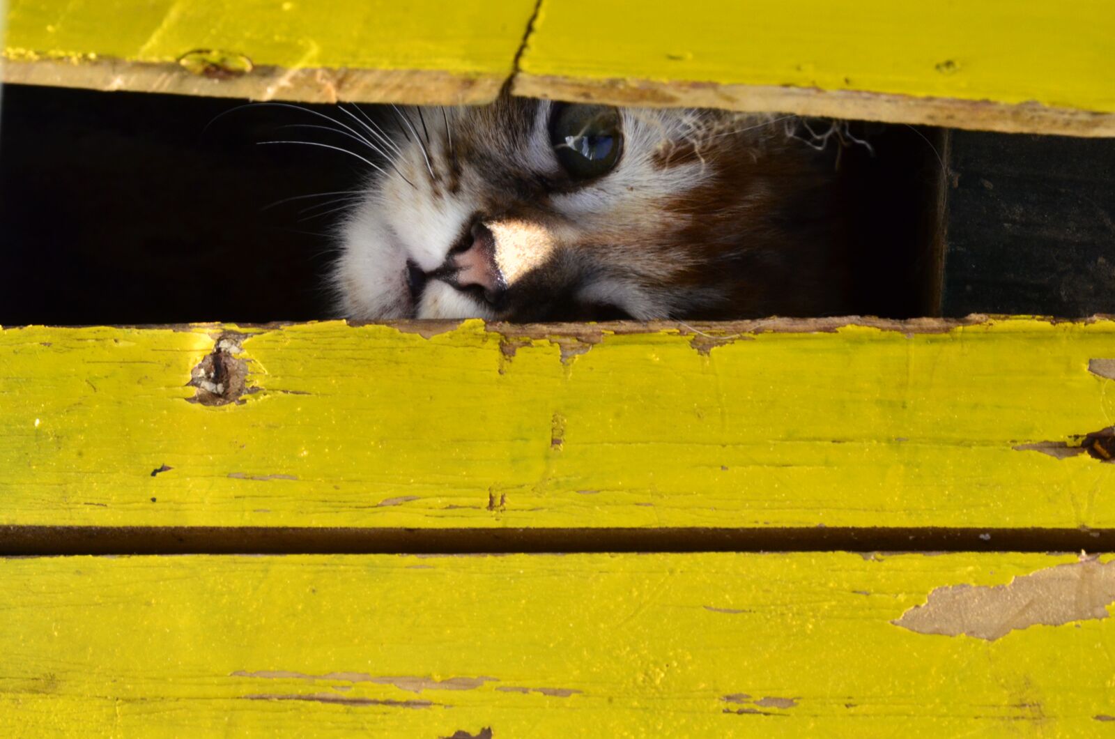Nikon D7000 sample photo. Cat, cute, kitty photography
