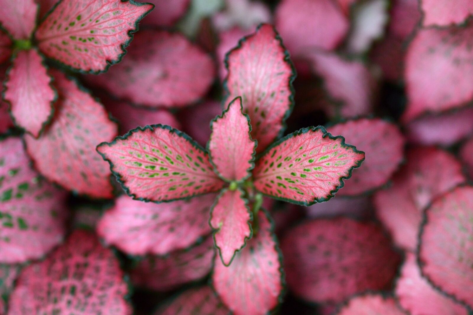 Nikon D600 sample photo. Plants, red leaf, nature photography