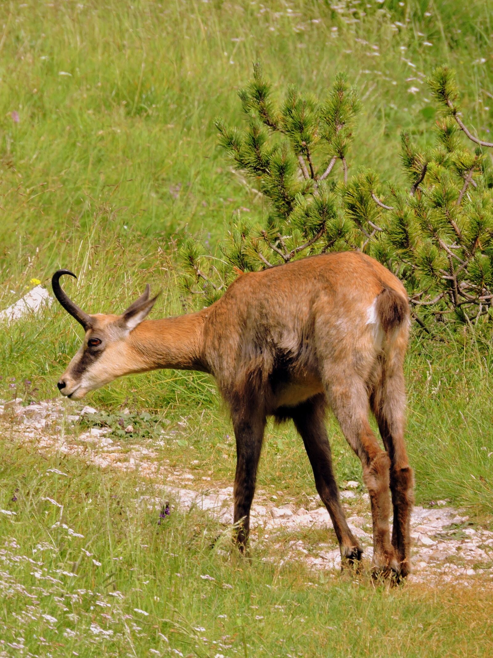 Nikon Coolpix P600 sample photo. Chamois, sniff, trail photography