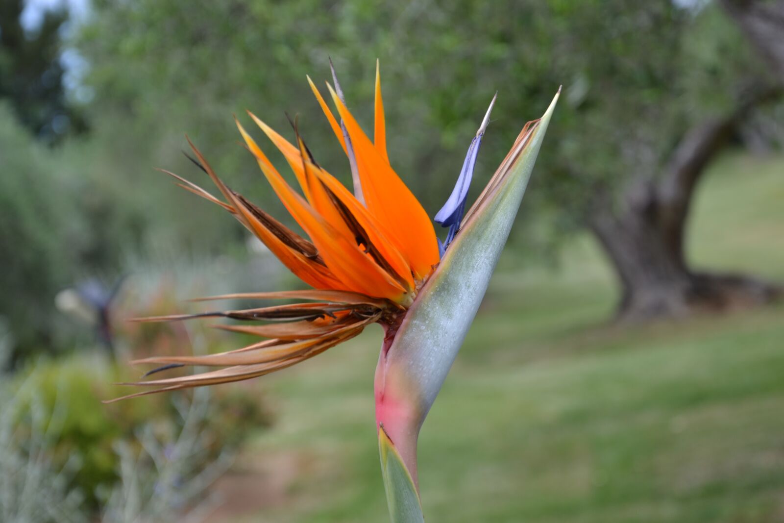 Nikon D3100 sample photo. Nature, outdoors, plant photography