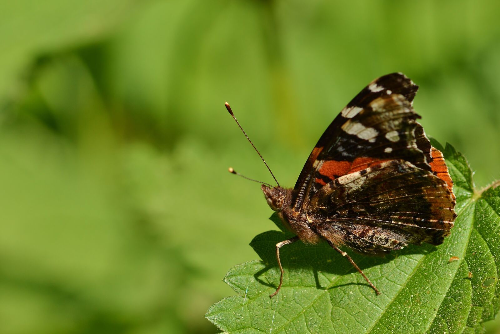 Nikon D5200 sample photo. Butterfly, admiral, close up photography