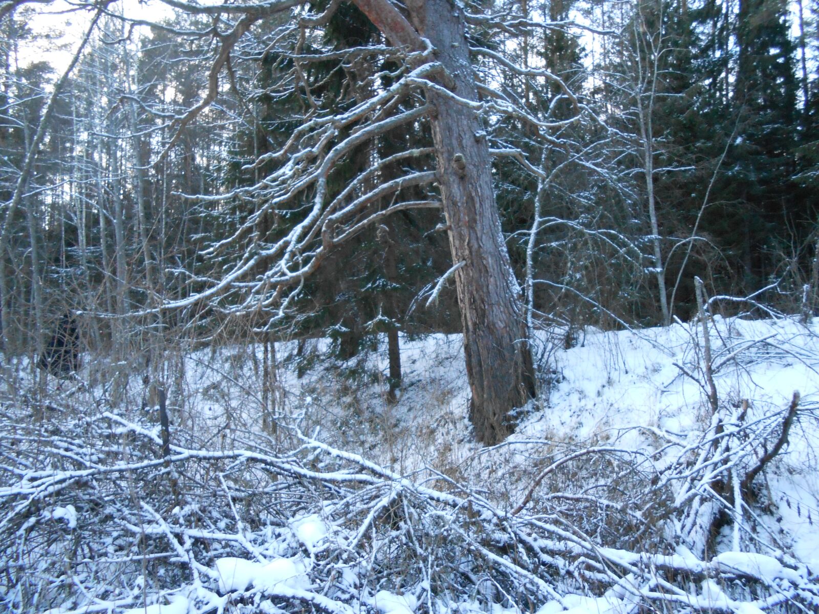 Nikon COOLPIX S2700 sample photo. Pine, tree, on photography