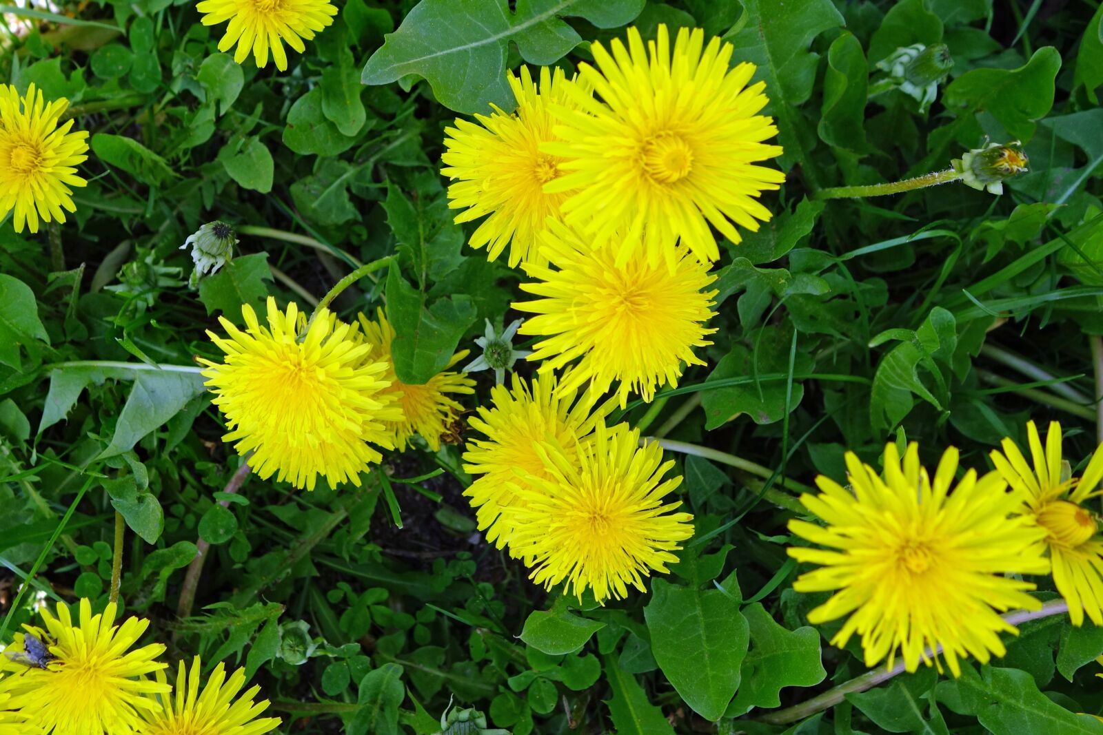 Sony Cyber-shot DSC-RX100 II sample photo. Dandelion, flower, plant photography