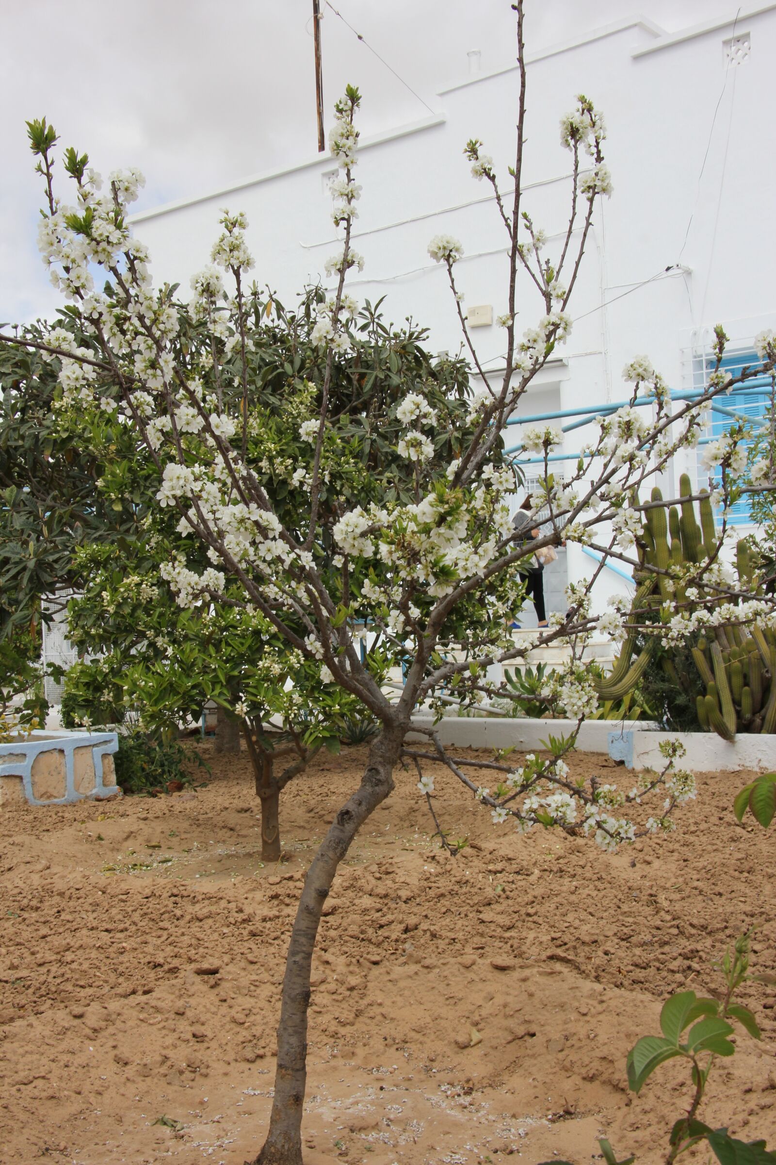 Canon EOS 60D sample photo. Flower, tree, nature photography