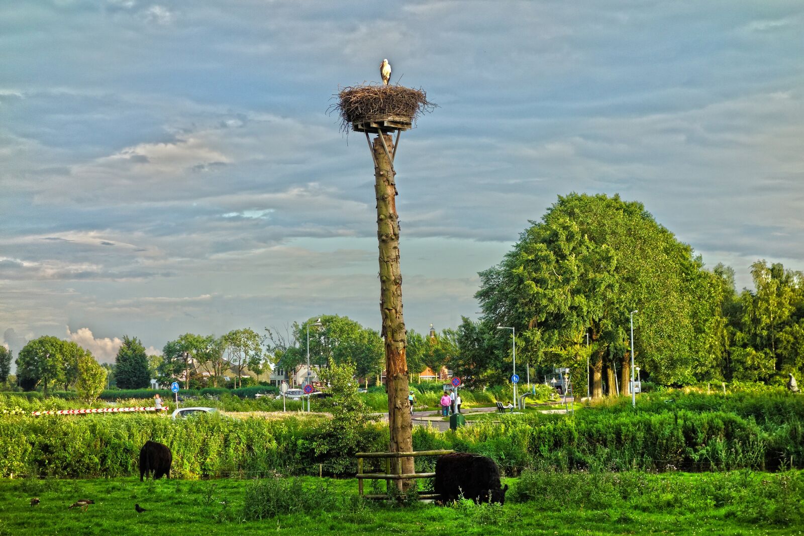 Sony Cyber-shot DSC-RX100 sample photo. Bird, wildlife, nest photography