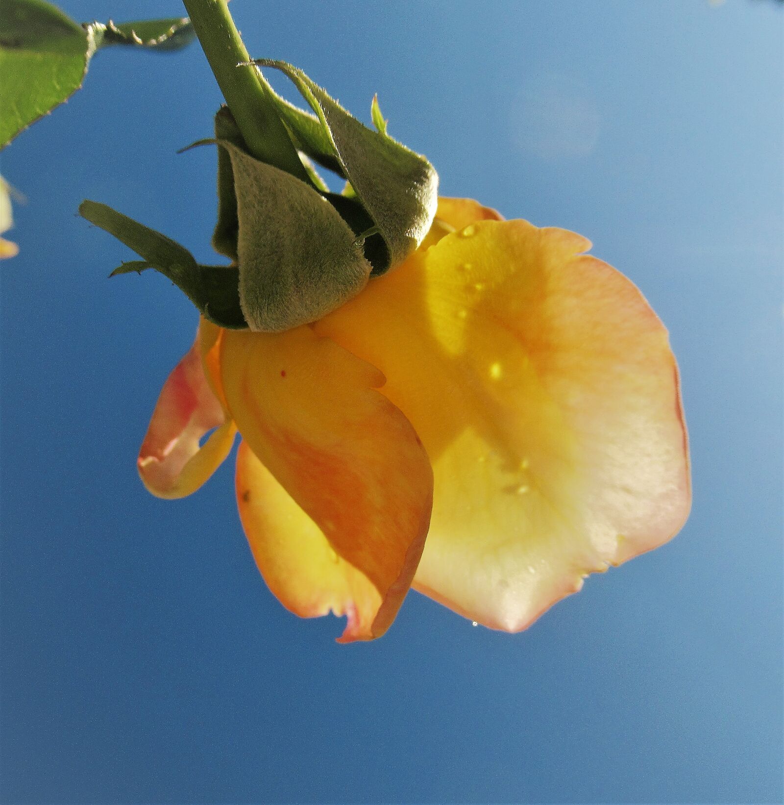 Canon PowerShot SX620 HS sample photo. Rose, rain, yellow photography
