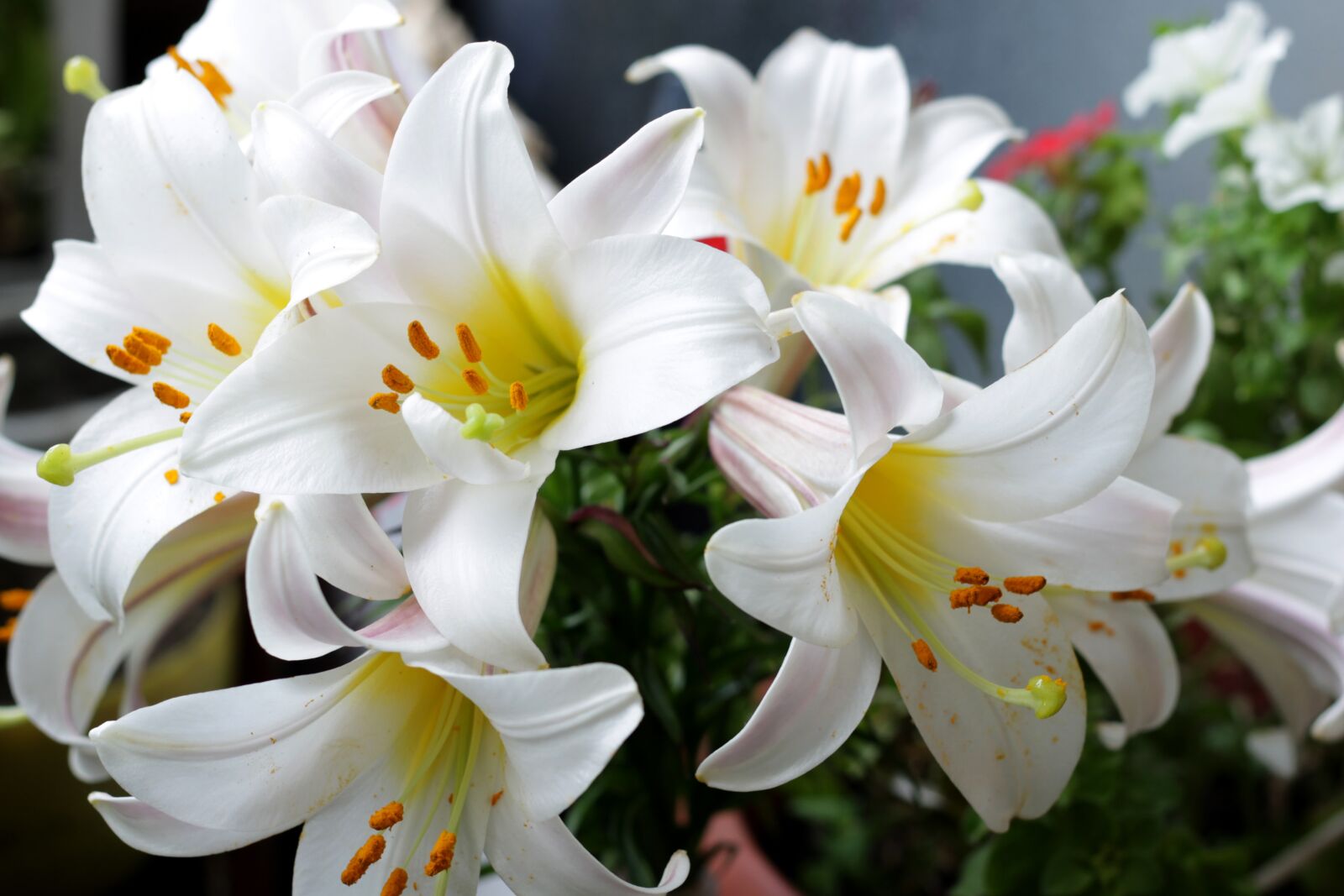 Canon EOS 1100D (EOS Rebel T3 / EOS Kiss X50) + Canon EF 50mm F1.8 II sample photo. Flowers, lily, white lilies photography