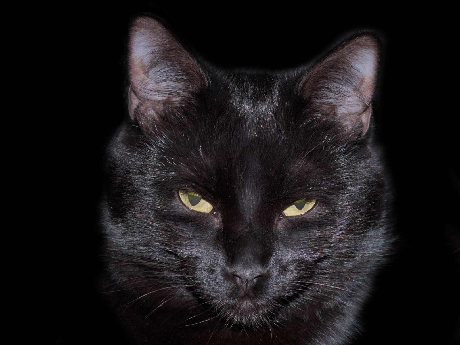 Canon EOS 1100D (EOS Rebel T3 / EOS Kiss X50) sample photo. Cat, black, feline photography