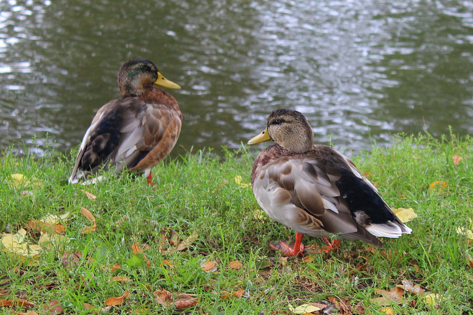 Canon EOS 1200D (EOS Rebel T5 / EOS Kiss X70 / EOS Hi) sample photo. Para, wild ducks, mallard photography