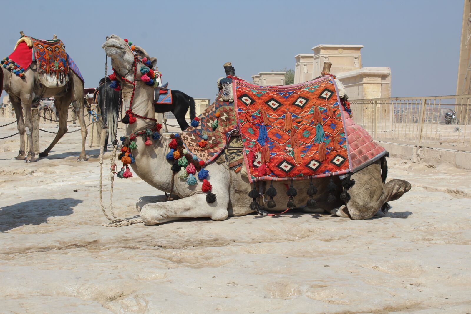 Canon EOS 1200D (EOS Rebel T5 / EOS Kiss X70 / EOS Hi) sample photo. Camel, khufu, pyramid photography