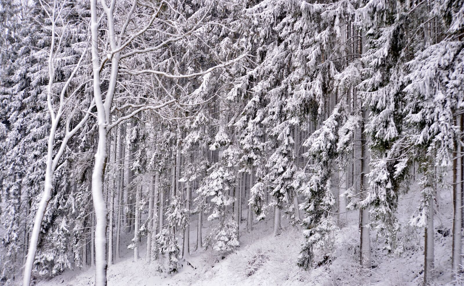 Nikon D600 sample photo. Forest, snowy, snow photography