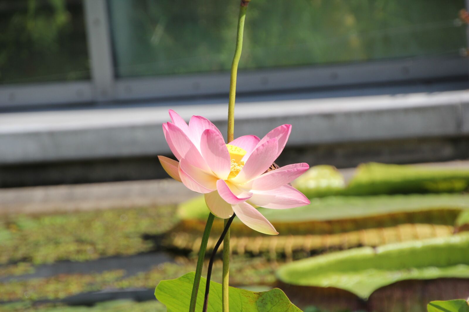 Canon EOS 60D sample photo. Water lily, pond, flower photography