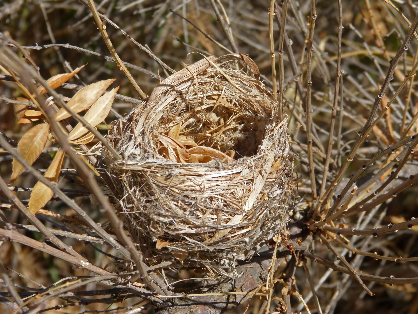 Panasonic DMC-FZ62 sample photo. Nest, birds, make a photography
