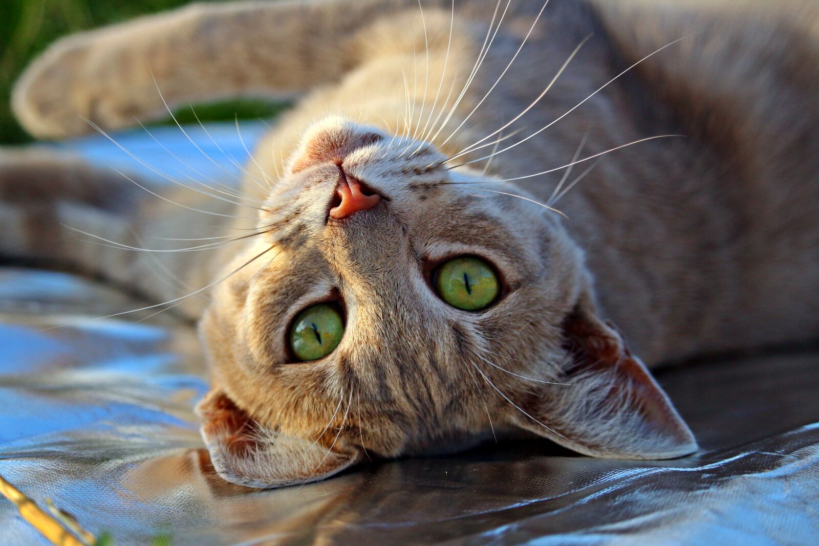 Canon EOS 100D (EOS Rebel SL1 / EOS Kiss X7) sample photo. Cat, cat face, cat's photography