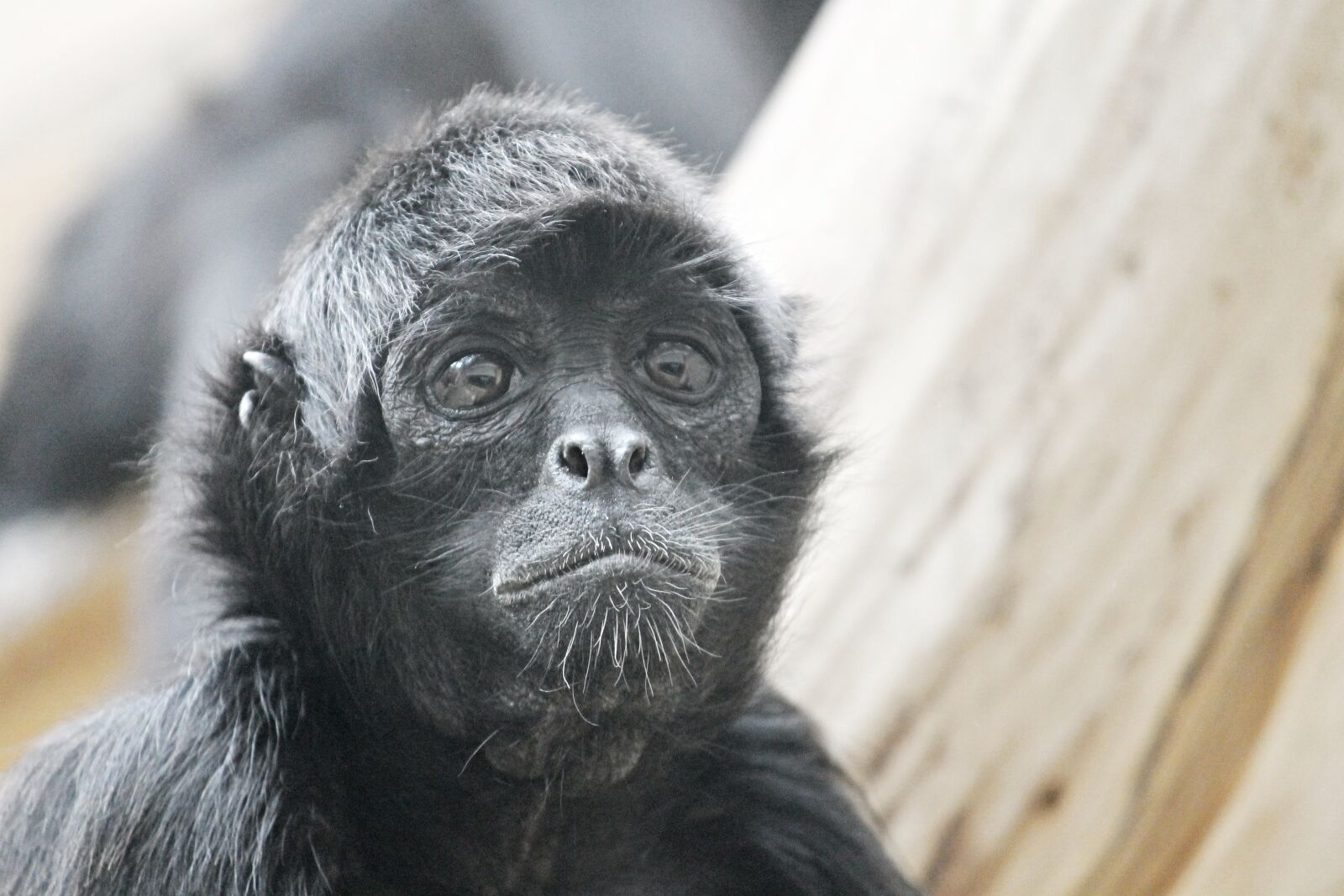 Canon EOS 1100D (EOS Rebel T3 / EOS Kiss X50) sample photo. Spider monkey, monkey, ape photography