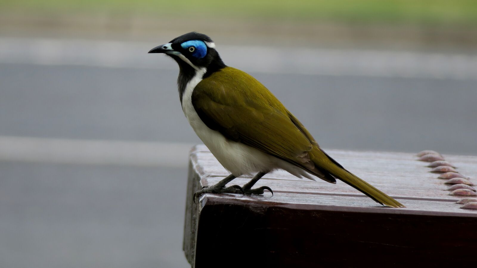 Canon PowerShot G3 X sample photo. Bird, honeyeater, australia photography