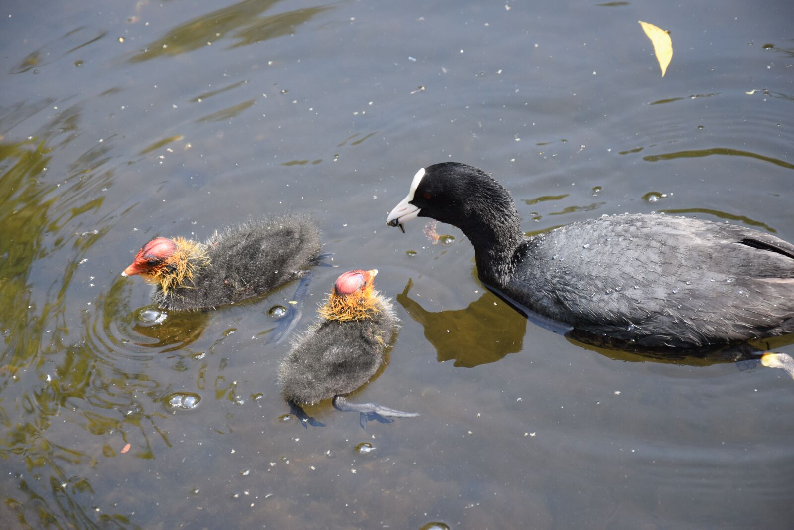 Nikon D3300 sample photo. Spring, chicks, water photography