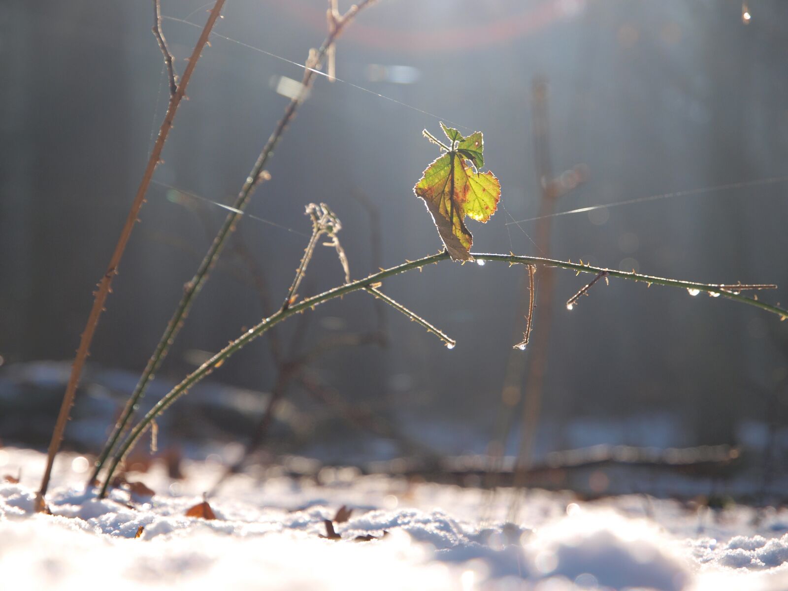 Olympus E-520 (EVOLT E-520) sample photo. Nature, winter, spider web photography