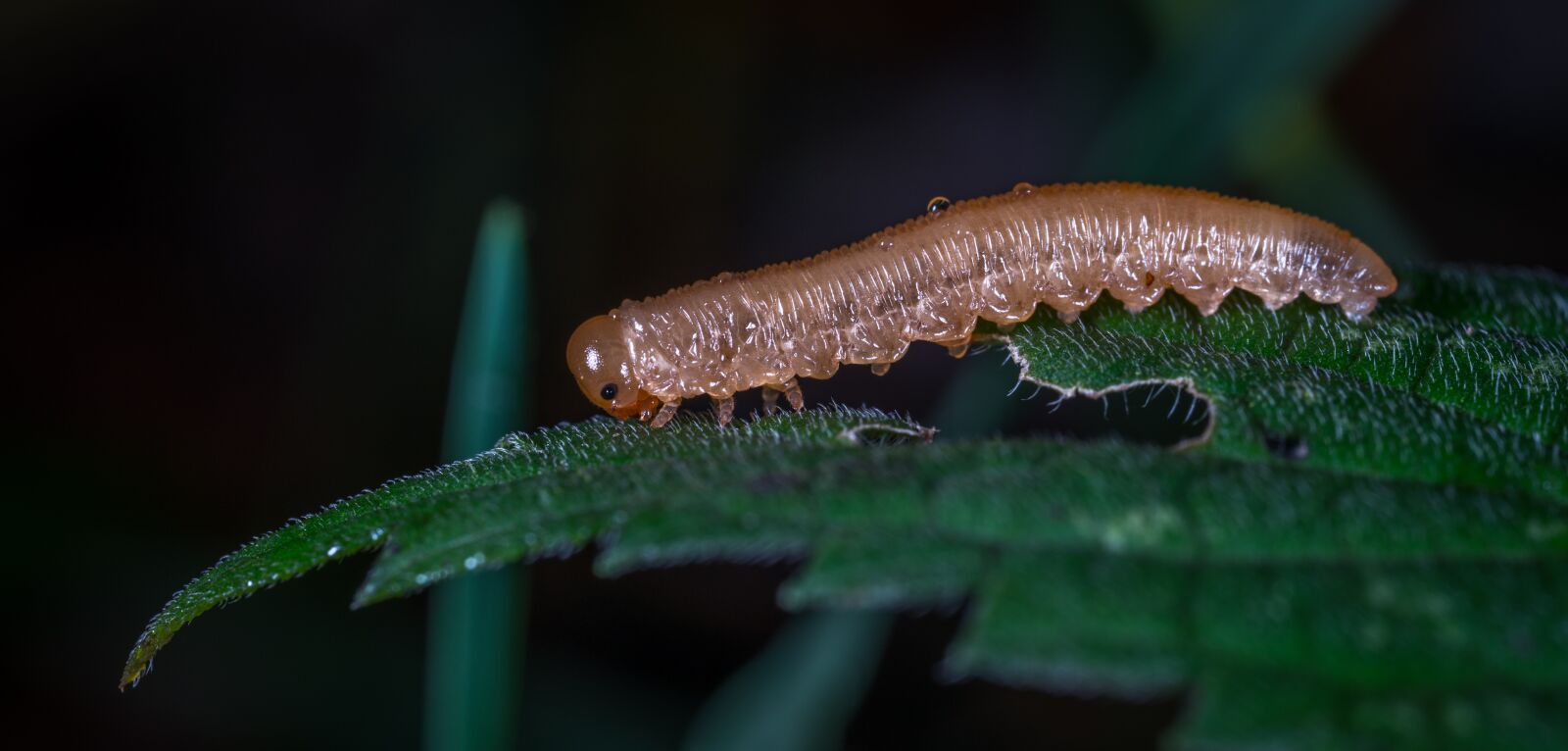Sony a7R II sample photo. Larva, caterpillar, insect photography