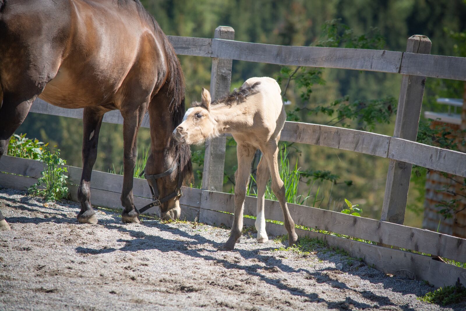 Nikon D7100 sample photo. Foal, pony foal, horse photography