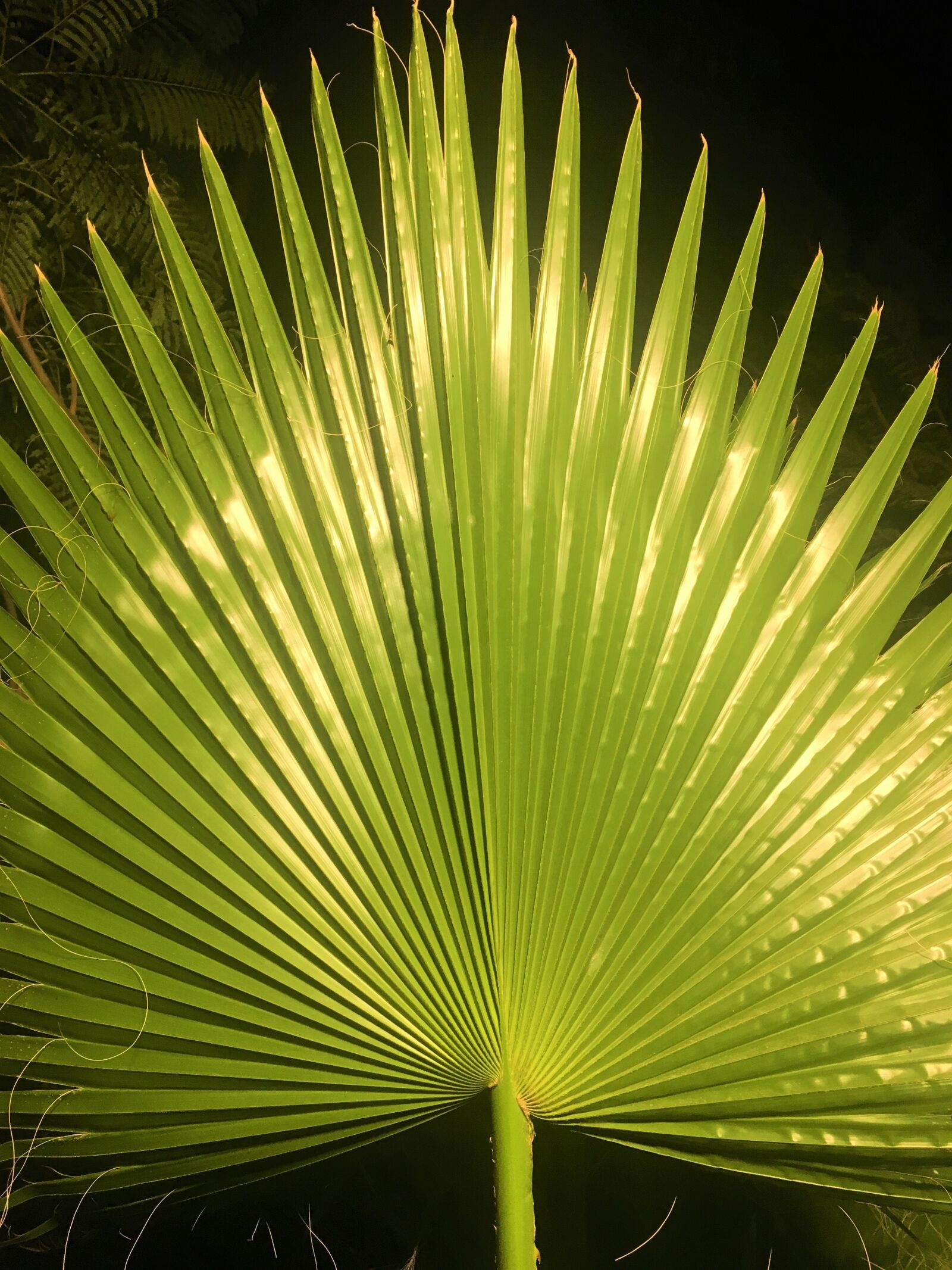 Apple iPhone 6s sample photo. Palm, branch, leaves photography