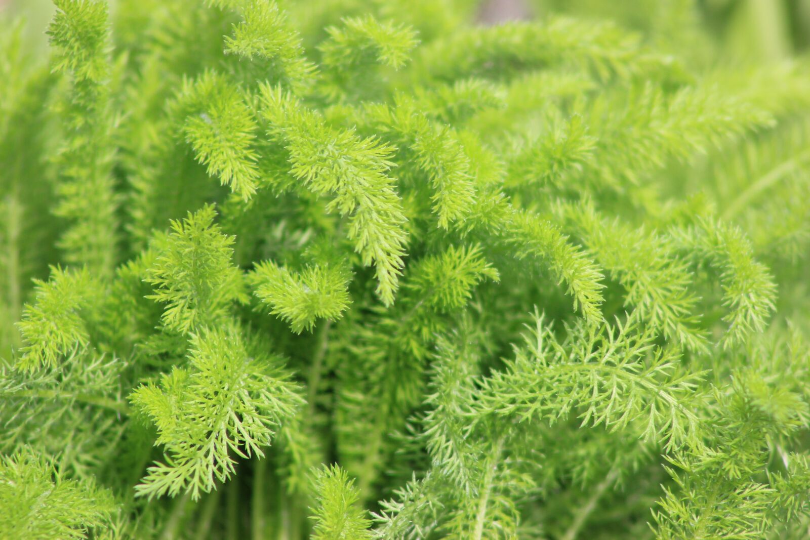 Canon EOS 550D (EOS Rebel T2i / EOS Kiss X4) sample photo. Green, fern, natural photography