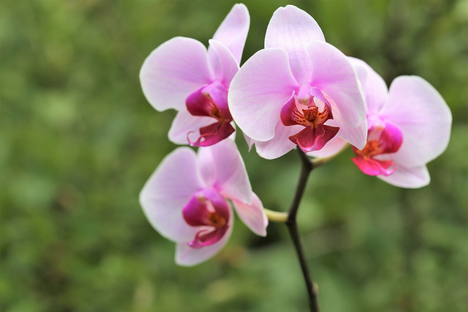 Canon EOS 6D + Canon EF 100mm F2.8 Macro USM sample photo. Orchid, orchidaceae, phalenopsis photography