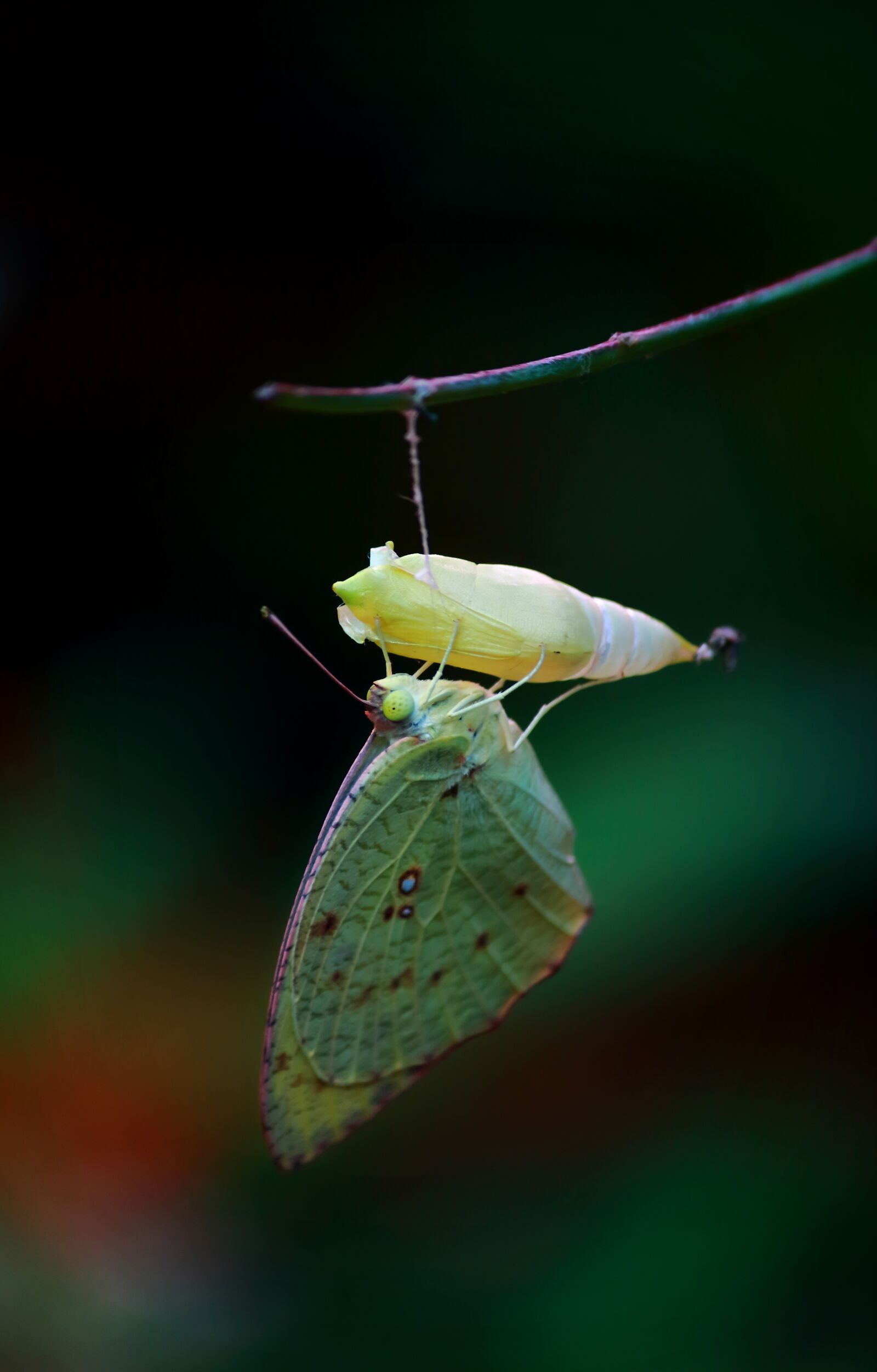 Canon EOS 700D (EOS Rebel T5i / EOS Kiss X7i) sample photo. Butterfly, pupa, green photography