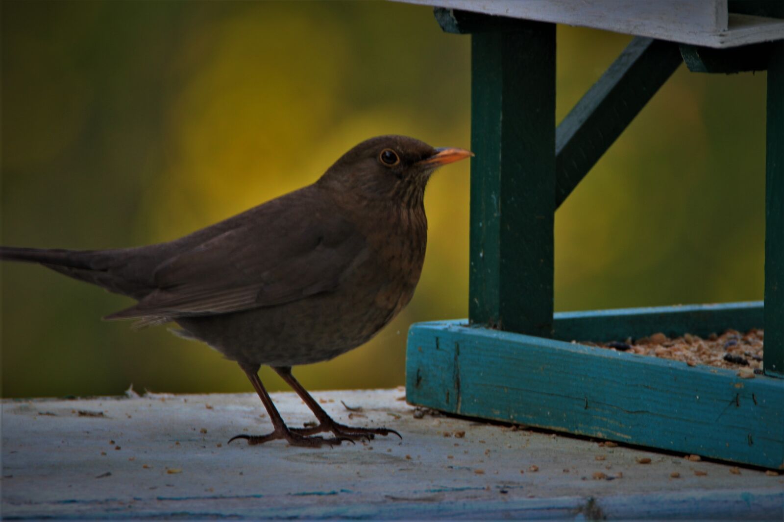 Tamron SP 150-600mm F5-6.3 Di VC USD sample photo. Blackbird, bird, female photography