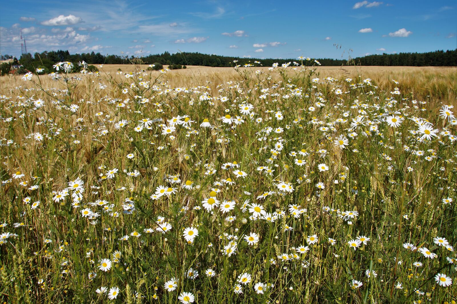 Sony SLT-A58 sample photo. An anthemis, chamomile false photography