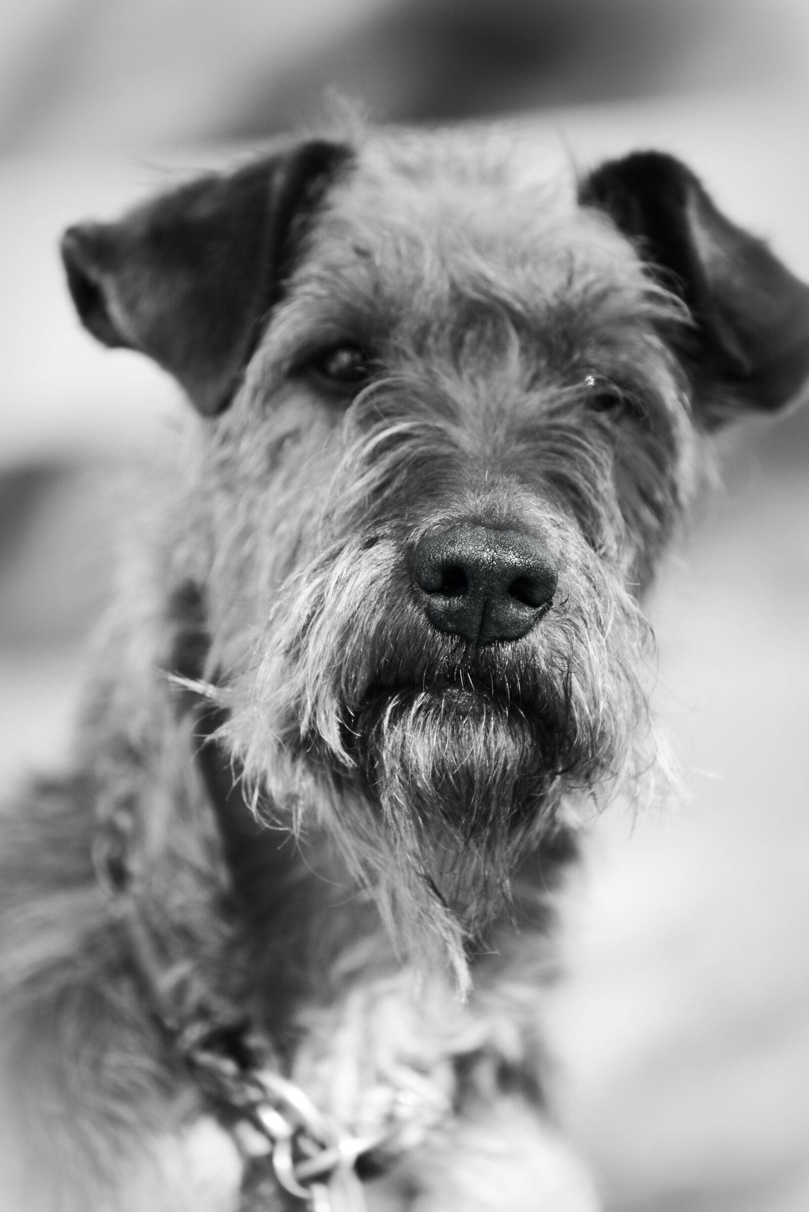 Nikon D610 sample photo. Dog, irish terrier, terrier photography