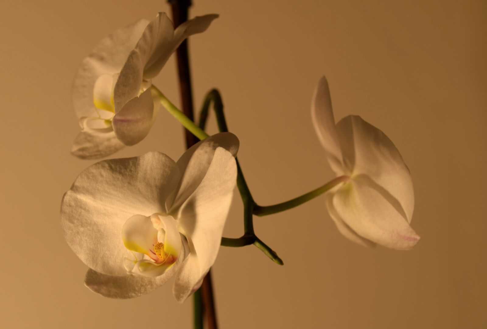 Nikon D5300 sample photo. Orchid, flower, room flower photography