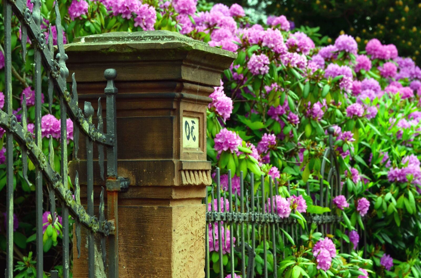 Nikon D5100 sample photo. Pink flower, plant, gate photography