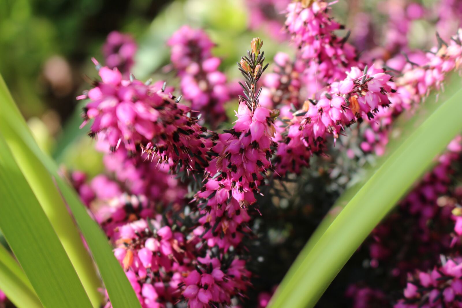 Canon EOS 100D (EOS Rebel SL1 / EOS Kiss X7) sample photo. Flower, nature, plant photography