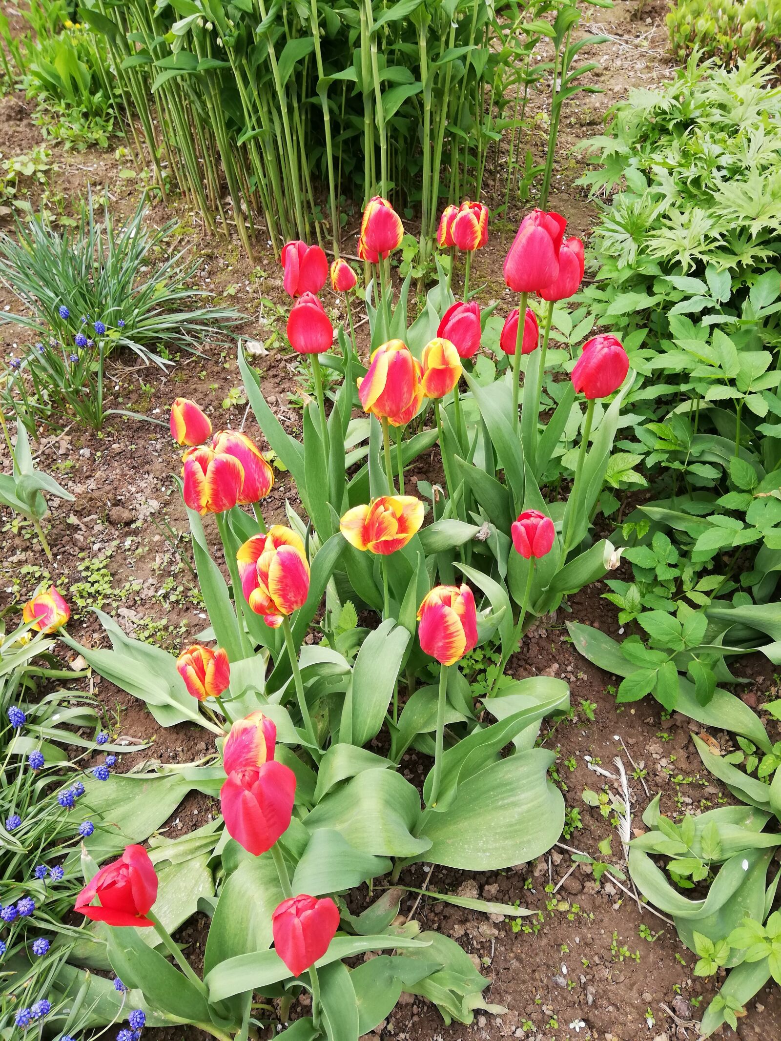 HUAWEI P20 lite sample photo. Tulips, red, a lot photography