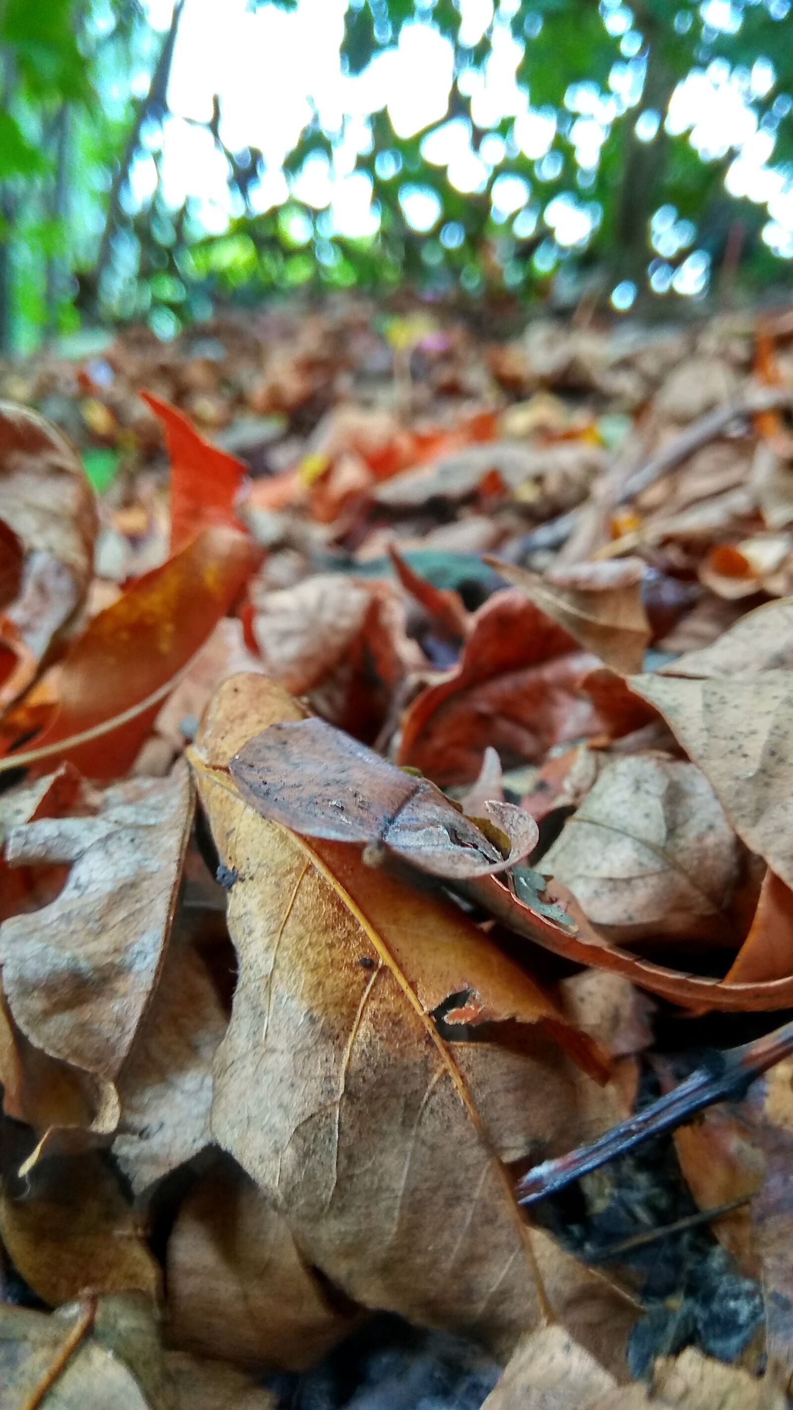 Xiaomi Redmi Note 4 sample photo. Nature, autumn, leaf photography